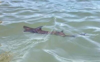 Squali avvistati nel mare Adriatico?