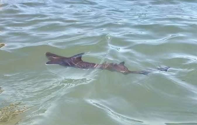 Squali avvistati nel mare Adriatico?