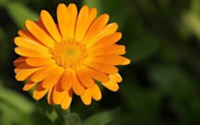 CALENDULA SPOSA DEL SOLE