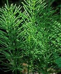 EQUISETO (Equisetum Arvense)