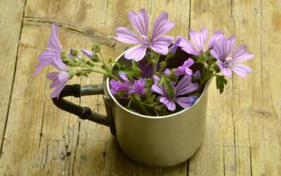 MALVA SYLVESTRIS E PROPRIETA’