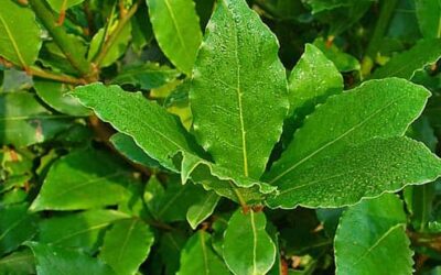 ALLORO,UTILE NEL PERIODO AUTUNNO-INVERNO