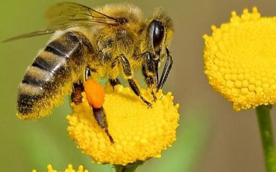 L’IMPORTANZA DELLE API
