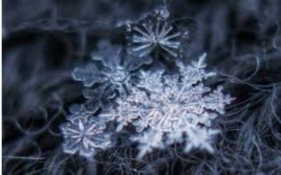 FIOCCHI DI NEVE,CONOSCIAMOLI