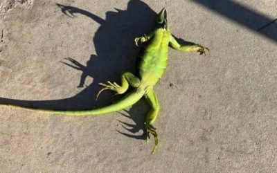 ATTENZIONE PIOVONO…….IGUANE