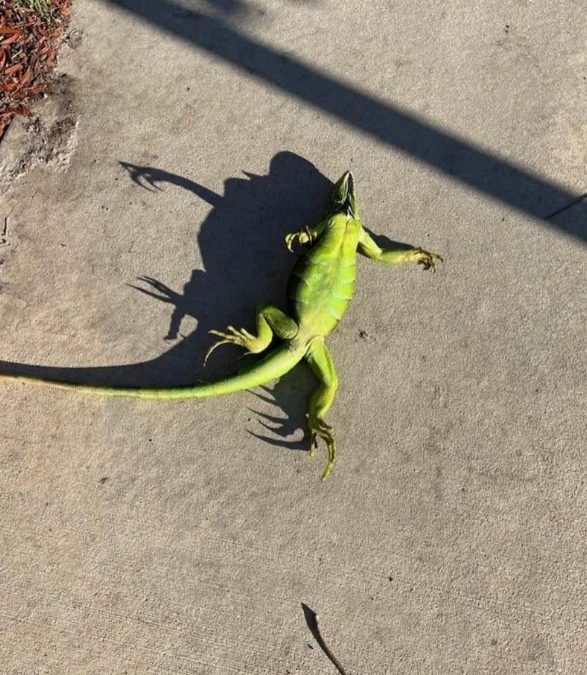 ATTENZIONE PIOVONO…….IGUANE