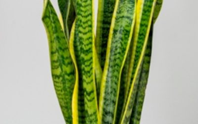 Madre Natura,Sanseveria